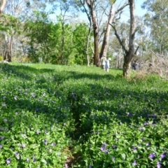 Vinca major (Blue Periwinkle) at Stonequarry, NSW - 17 Oct 2015 by JanetRussell