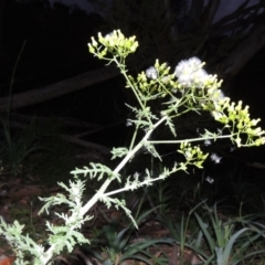 Senecio bathurstianus (Rough Fireweed) at Calwell, ACT - 7 Nov 2015 by MichaelBedingfield