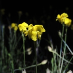 Goodenia pinnatifida (Scrambled Eggs) at Calwell, ACT - 7 Nov 2015 by MichaelBedingfield