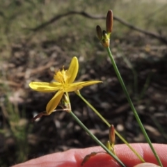 Tricoryne elatior (Yellow Rush Lily) at Calwell, ACT - 7 Nov 2015 by MichaelBedingfield