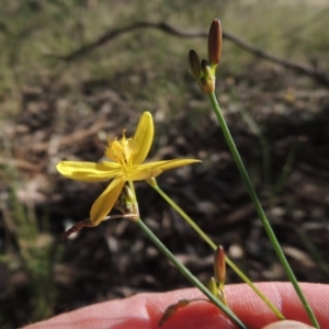 Tricoryne elatior at Calwell, ACT - 7 Nov 2015