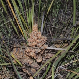 Lomandra multiflora at Calwell, ACT - 7 Nov 2015