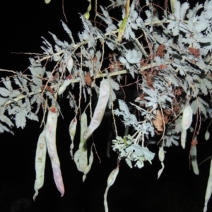 Acacia baileyana at Calwell, ACT - 7 Nov 2015