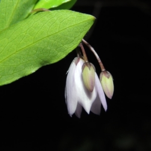 Billardiera heterophylla at Calwell, ACT - 7 Nov 2015