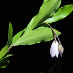 Billardiera heterophylla at Calwell, ACT - 7 Nov 2015 08:53 PM