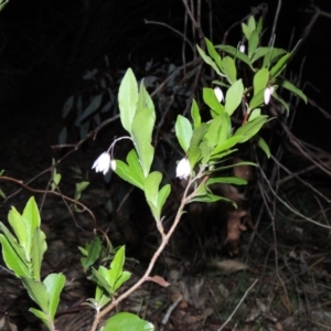 Billardiera heterophylla at Calwell, ACT - 7 Nov 2015 08:53 PM