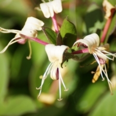 Lonicera japonica (Japanese Honeysuckle) at Mount Mugga Mugga - 22 Nov 2015 by roymcd