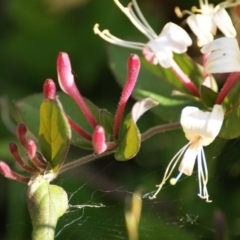 Lonicera japonica at Symonston, ACT - 22 Nov 2015