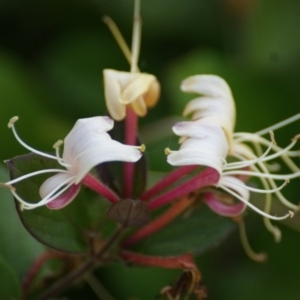 Lonicera japonica at Symonston, ACT - 22 Nov 2015