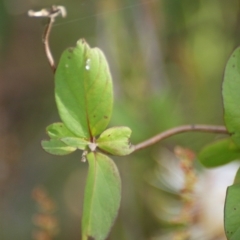 Lonicera japonica at Symonston, ACT - 22 Nov 2015