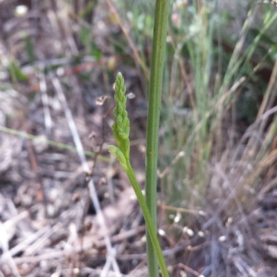 Microtis sp. (Onion Orchid) at Aranda, ACT - 22 Nov 2015 by MattM