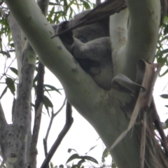 Phascolarctos cinereus (Koala) at Skinners Shoot, NSW - 21 Nov 2015 by kcollins