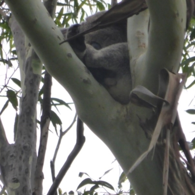 Phascolarctos cinereus (Koala) at Skinners Shoot, NSW - 22 Nov 2015 by kcollins