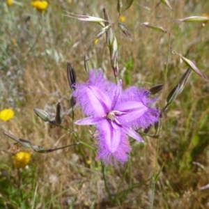 Thysanotus tuberosus subsp. tuberosus at Googong, NSW - 23 Nov 2015