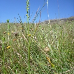 Microtis sp. (Onion Orchid) at Googong Foreshore - 22 Nov 2015 by jksmits