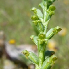 Microtis sp. at Googong, NSW - suppressed