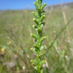 Microtis sp. at Googong, NSW - 23 Nov 2015