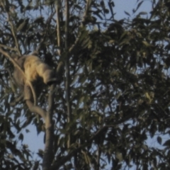 Phascolarctos cinereus (Koala) at Seventeen Mile, QLD - 21 Nov 2015 by VinegarHill