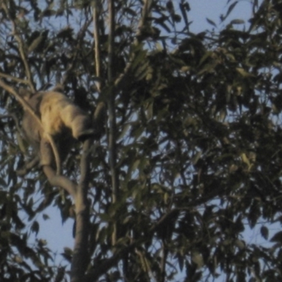 Phascolarctos cinereus (Koala) at Seventeen Mile, QLD - 20 Nov 2015 by VinegarHill