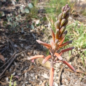 Aloe sp. at Bruce, ACT - 23 Nov 2015 02:50 PM