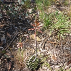 Aloe sp. at Bruce, ACT - 23 Nov 2015 02:50 PM