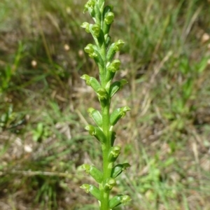 Microtis sp. at Canberra Central, ACT - suppressed