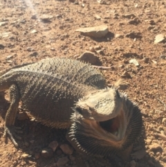 Pogona barbata (Eastern Bearded Dragon) at Mount Majura - 23 Nov 2015 by AaronClausen