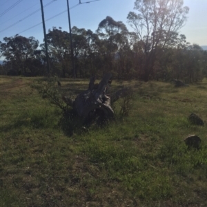 Egernia cunninghami at Hackett, ACT - 23 Nov 2015 08:16 PM