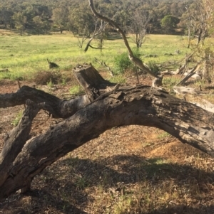 Pogona barbata at Hackett, ACT - suppressed