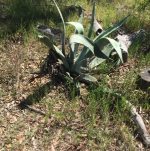 Agave americana at Bruce, ACT - 24 Nov 2015 10:34 AM