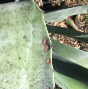 Agave americana at Bruce, ACT - 24 Nov 2015 10:34 AM