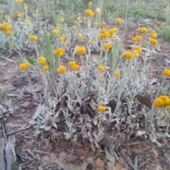 Chrysocephalum apiculatum (Common Everlasting) at Watson, ACT - 22 Nov 2015 by MPW