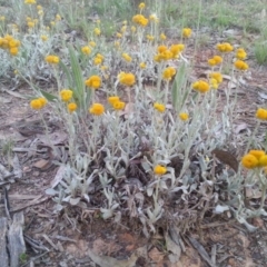 Chrysocephalum apiculatum (Common Everlasting) at Mount Majura - 22 Nov 2015 by MAX