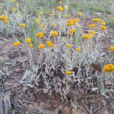 Chrysocephalum apiculatum (Common Everlasting) at Watson, ACT - 22 Nov 2015 by MPW
