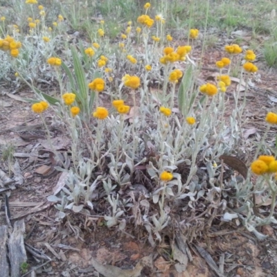 Chrysocephalum apiculatum (Common Everlasting) at Mount Majura - 22 Nov 2015 by MAX