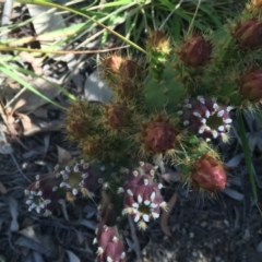 Opuntia stricta at Bruce, ACT - 24 Nov 2015 10:43 AM