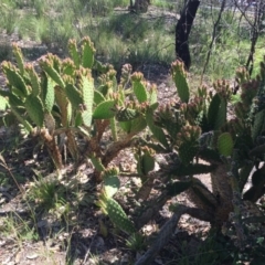 Opuntia stricta at Bruce, ACT - 24 Nov 2015