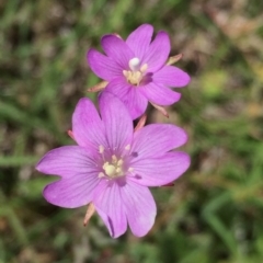 Epilobium billardiereanum subsp. cinereum (Hairy Willow Herb) at Wandiyali-Environa Conservation Area - 24 Nov 2015 by Wandiyali