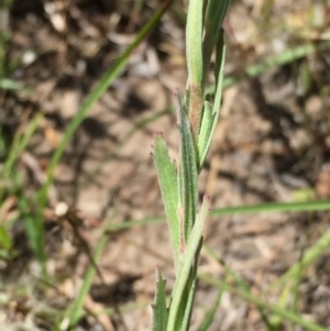 Epilobium billardiereanum subsp. cinereum at Googong, NSW - 24 Nov 2015