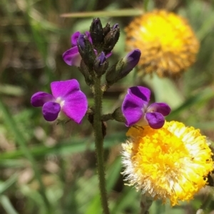 Glycine microphylla at Googong, NSW - 24 Nov 2015