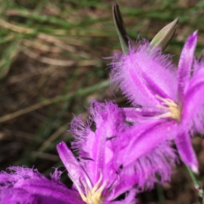 Thysanotus tuberosus subsp. tuberosus (Common Fringe-lily) at Bruce, ACT - 21 Nov 2015 by ibaird