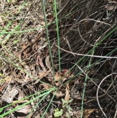 Thysanotus tuberosus subsp. tuberosus at Bruce, ACT - 21 Nov 2015