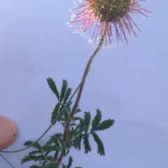 Acaena novae-zelandiae at Bungendore, NSW - 24 Nov 2015