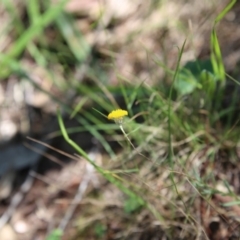 Leptorhynchos squamatus subsp. squamatus (Scaly Buttons) at Bruce Ridge - 21 Nov 2015 by ibaird