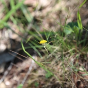 Leptorhynchos squamatus subsp. squamatus at O'Connor, ACT - 21 Nov 2015