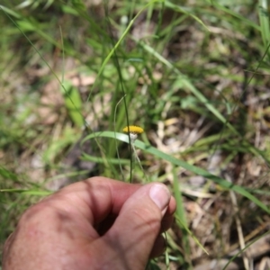 Leptorhynchos squamatus subsp. squamatus at O'Connor, ACT - 21 Nov 2015