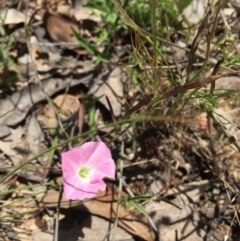 Convolvulus angustissimus subsp. angustissimus (Australian Bindweed) at O'Connor, ACT - 21 Nov 2015 by ibaird