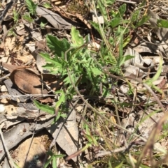 Convolvulus angustissimus subsp. angustissimus at O'Connor, ACT - 21 Nov 2015 01:11 PM