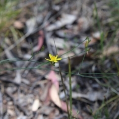 Tricoryne elatior (Yellow Rush Lily) at O'Connor, ACT - 21 Nov 2015 by ibaird