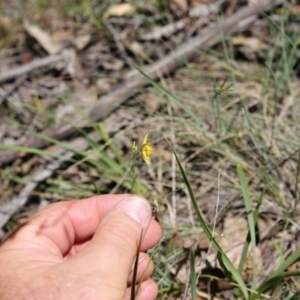 Tricoryne elatior at O'Connor, ACT - 21 Nov 2015